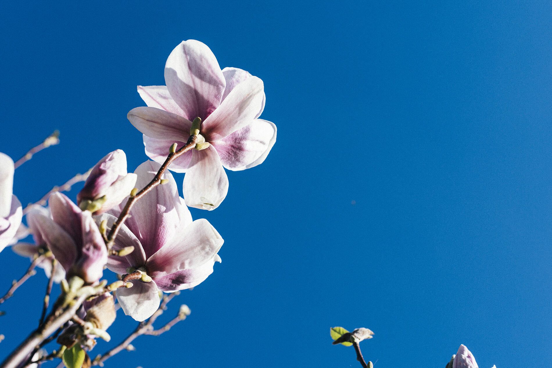 Magnolie, Magnolienblueten, Blueten, Himmel, Sommer, Sonne, Natur